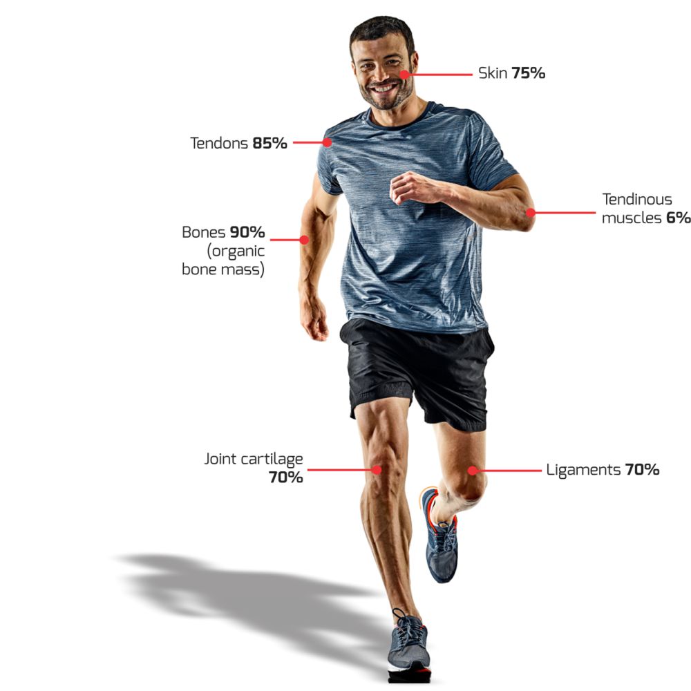 Collagen Distribution in the body