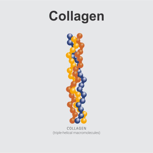 Collagen Hydrolyzing Illustration Sqr