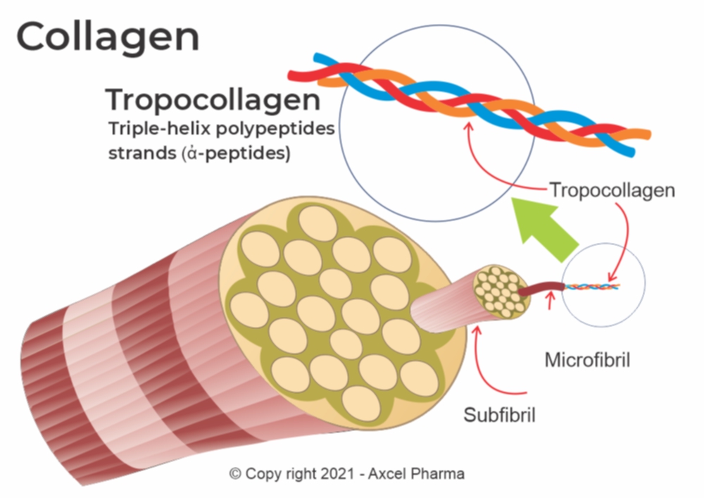 Collagen Peptides