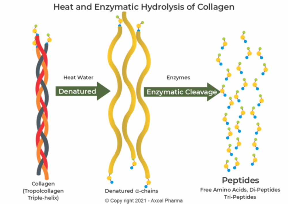 Collagen Peptide Hydrolysis