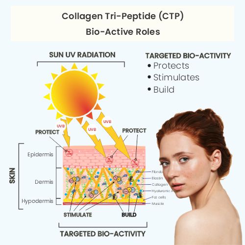 7 Benefits of collagen tripeptide for skin health